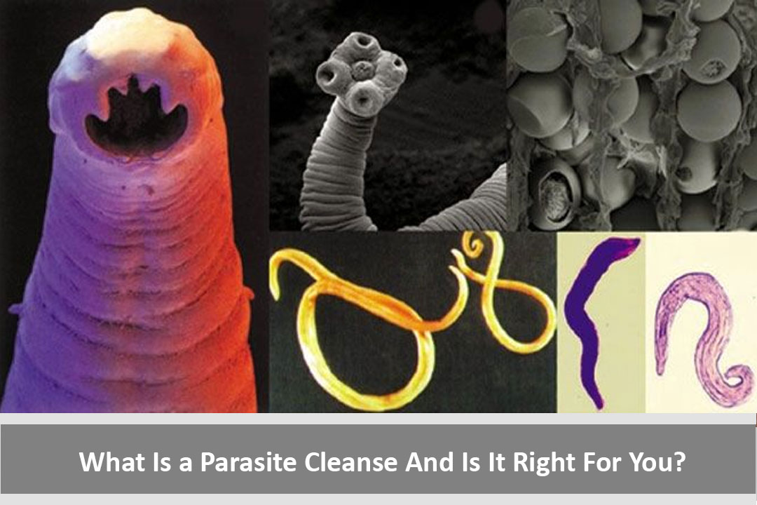 What Is A Parasite Cleanse And Is It Right For You Health Guide Reviews